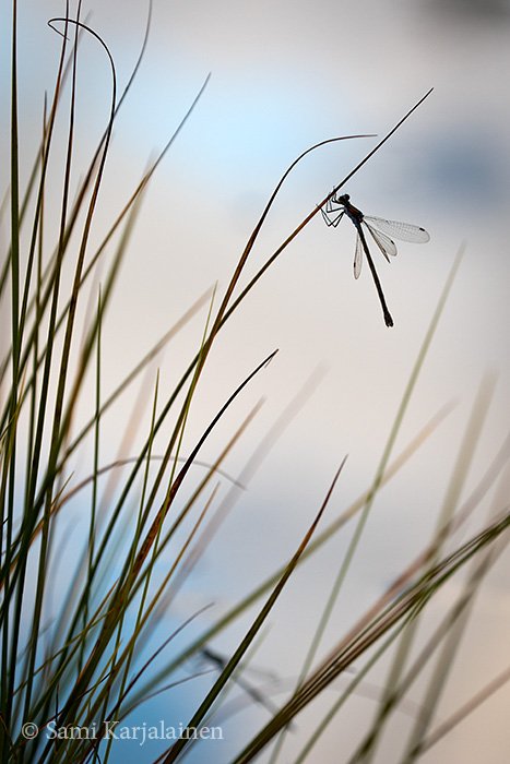 KarjalainenSami's tweet photo. Common #Spreadwing / Common #Emerald #Damselfly, #Lestes #sponsa, #Odonata #sirokeijukorento #sudenkorento https://t.co/fm7axTj9jG