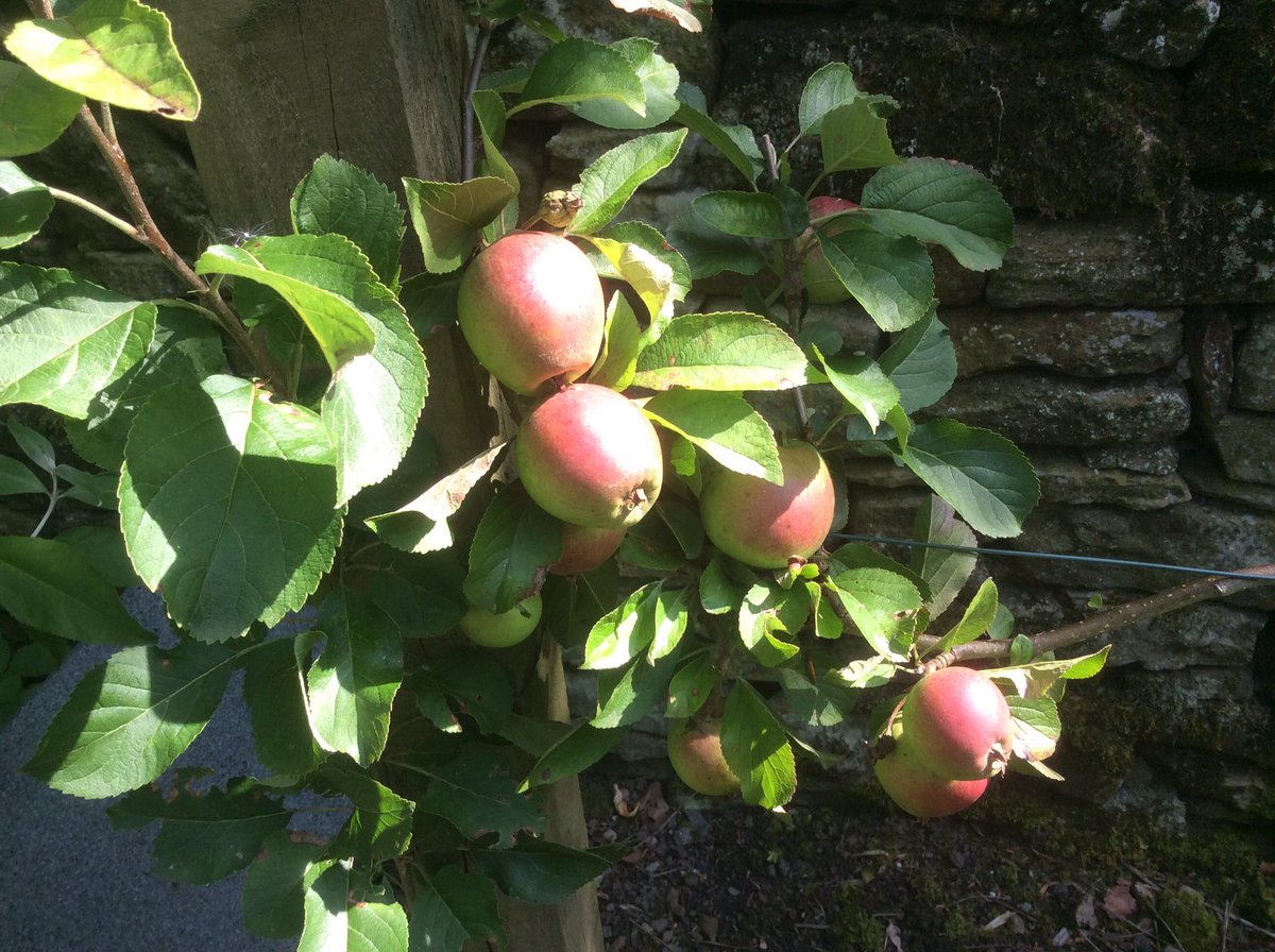 Turton TK Garden tweet media