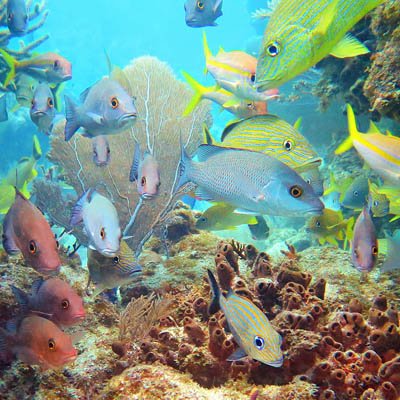 2016 #NOAA #GetIntoYourSanctuary 3rd place Photo Contest #RainbowReef Darryl Duda Congrats ow.ly/h5eN303f2pN