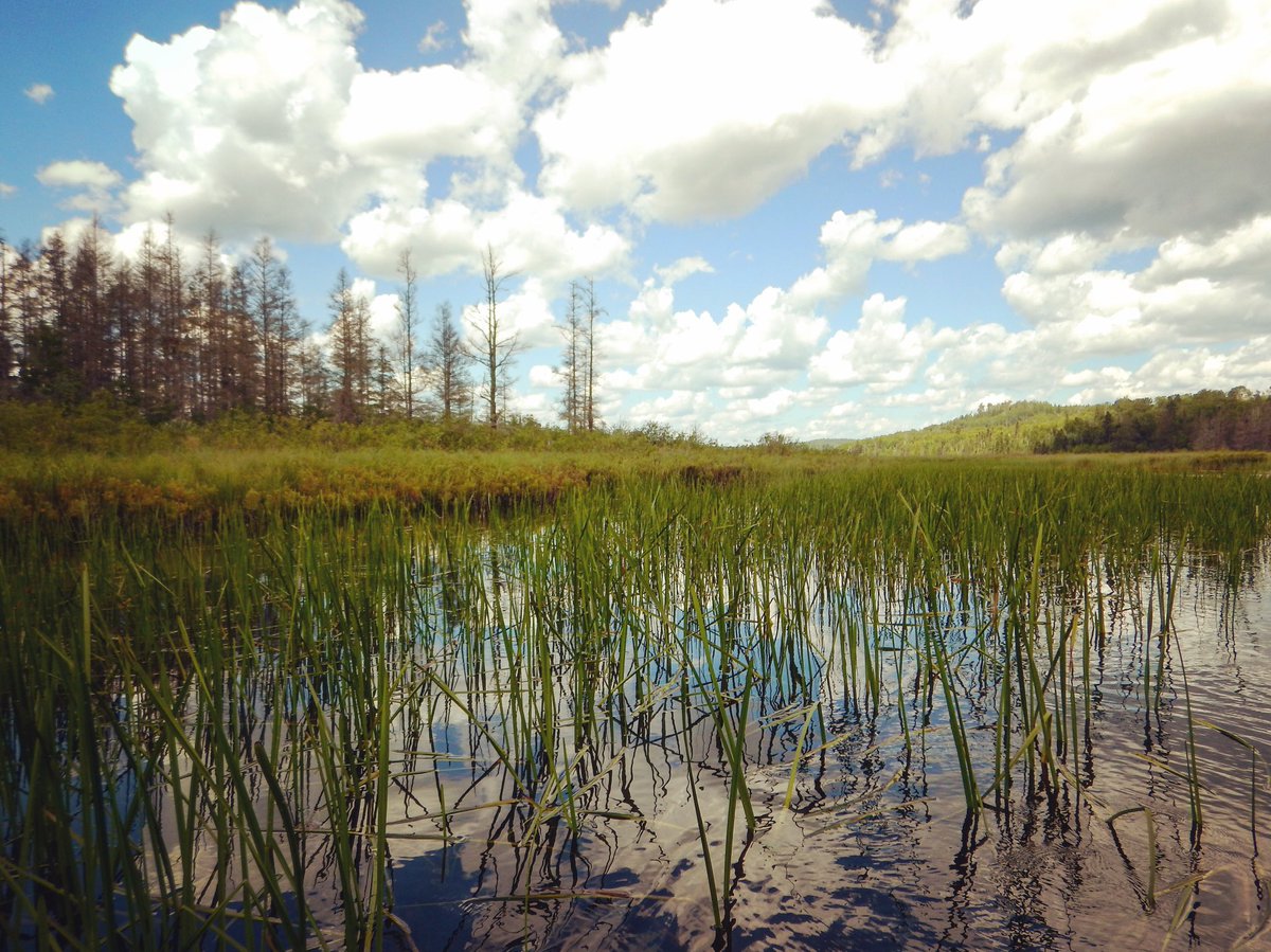 KickbackShack's tweet image. When life gives you lemons, you break out the rod and go fishing. | #getoutdoors #kbsfsh