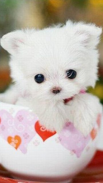 Leaves this for @ReluctantWicca and wishes she gets back safe ❤