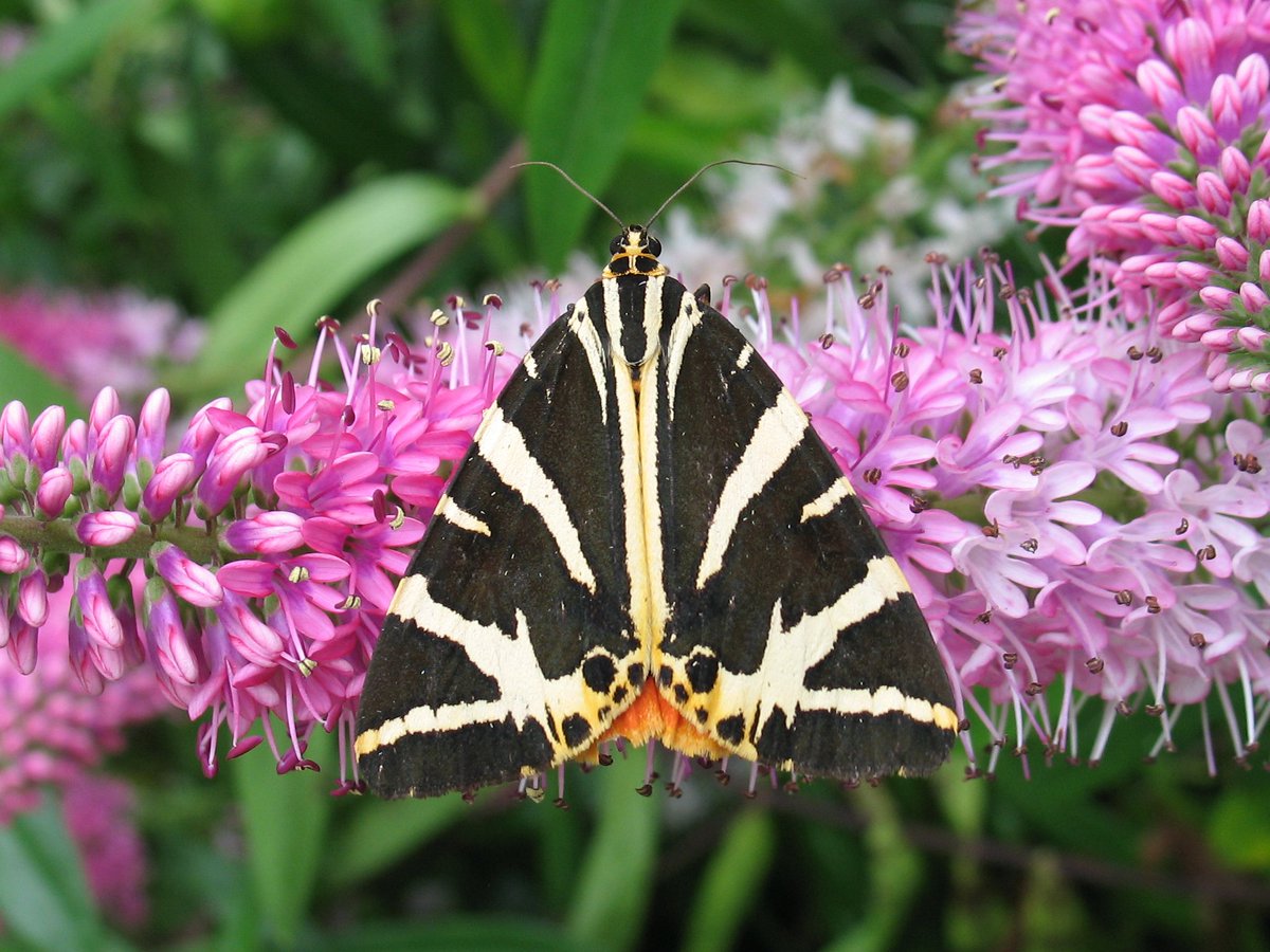 Reports of tigers on the prowl - have you seen a day-flying Jersey Tiger? ow.ly/Ohgk303h9uV y #teamoth