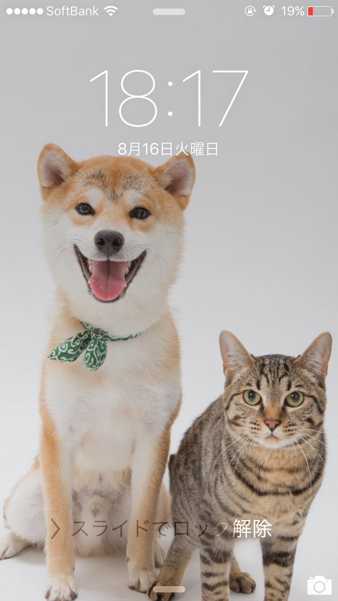 柴犬ゆうと猫のとろ V Tvittere 待ち受け画面 変えてみました 艸 ゆうとろ 可愛い これで外出先でも癒されるー 柴犬 Shibainu 猫 Cat