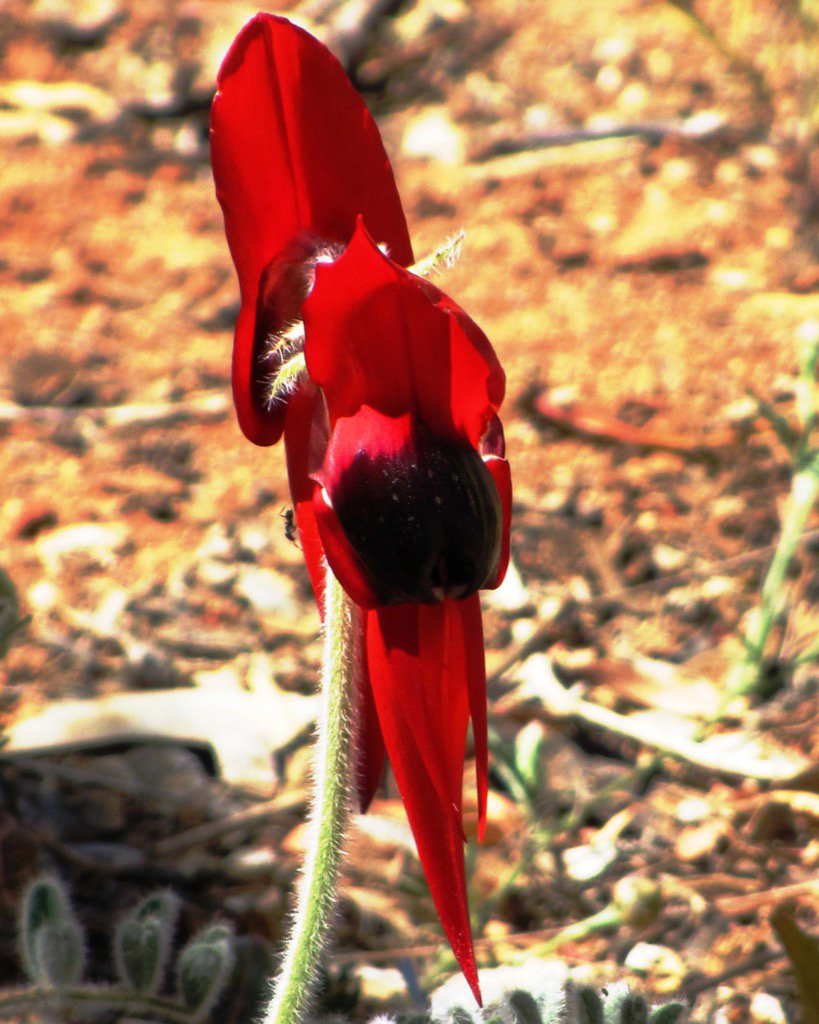 Sturt Desert Pea - @ the #Tibooburra #Police Station! 😳 #KaravanKapers #4wdadventures #4wd #newsouthwales #flowers