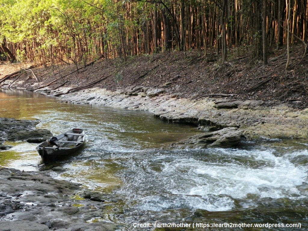 globaltrees's tweet photo. DYK, Amazonians traditionally used Hymenaea trees to build canoes #Treelympics #Rio2016 https://t.co/zKMPTt3j5h https://t.co/MB717nyVss