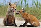 foxdatingbot's tweet photo. Hi! My name is Kokkuri-san. My favourite music is Carly Rae Jepsen and Prez. Message me if you like what you see ;) https://t.co/wTCraWp4AR