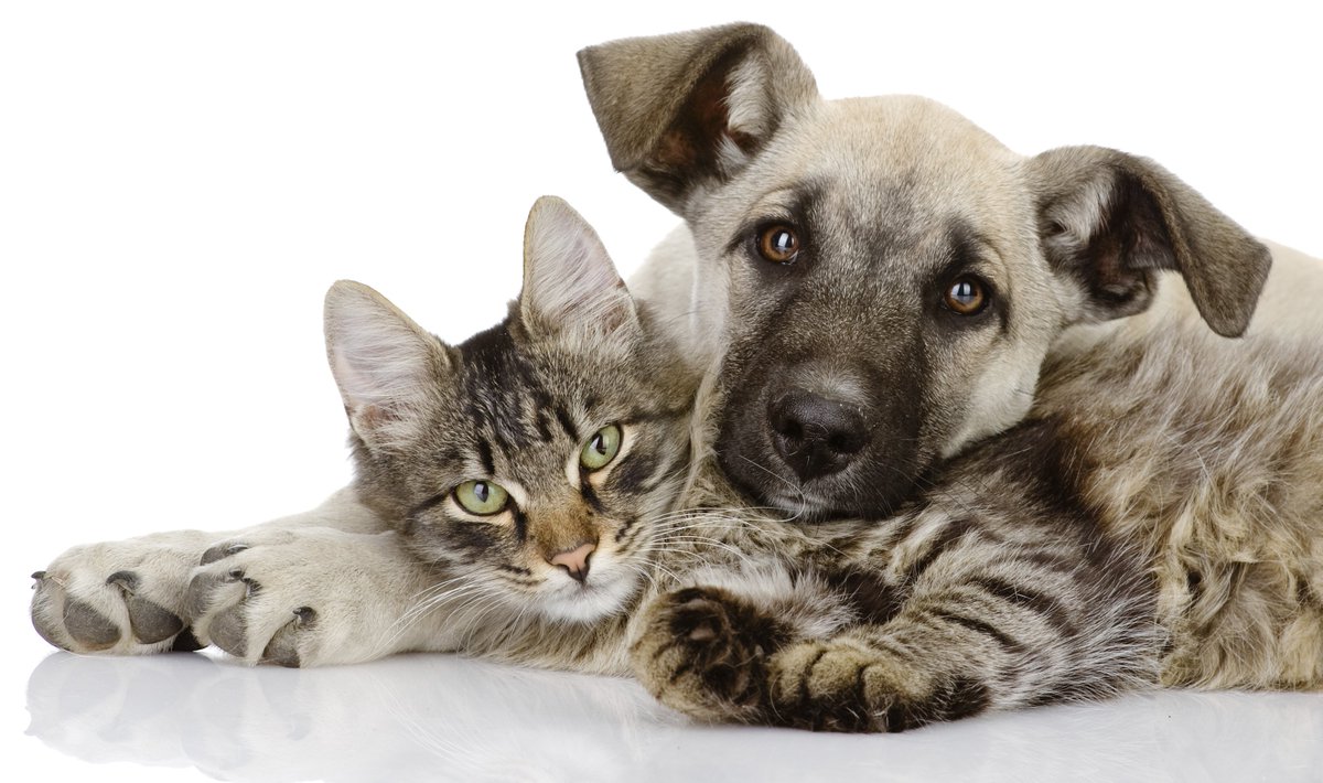 lndc_italia's tweet photo. Se si trova un #animale domestico in difficoltà https://t.co/3lXJzwkakd #cosafarese #IVCL #invacanzaconloro https://t.co/WdNor01vI3