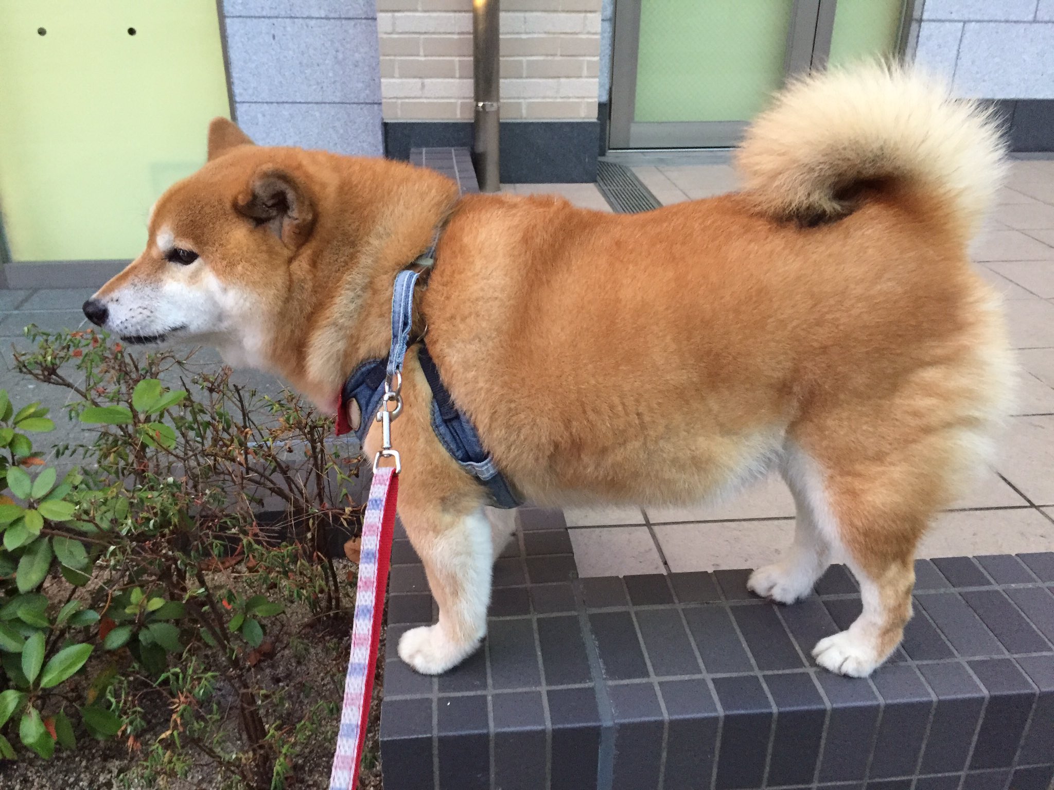 تويتر 腎不全 柴犬アンちゃん على تويتر どうも お散歩中に幼女から あの犬足短ーい と言われたアンちゃんです W T Co 54rwfqcvla