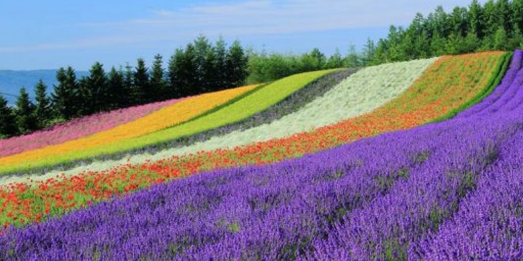Summer brings endless horizons of Lavender in Furano, Japan - #TravelTuesday