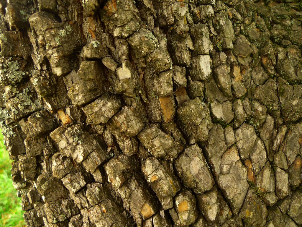 globaltrees's tweet photo. A new sport in #Rio2016 but DYK golf clubs used to be made from a special tree https://t.co/x5ziaPeP8P #Treelympics https://t.co/VEwI4MuLdp