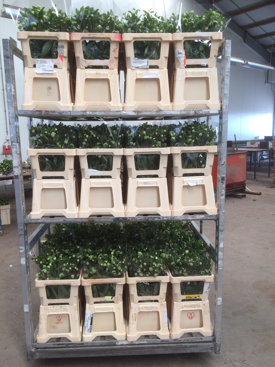 Super kwaliteit #hellebores#magnificent#bells op de veiling morgen#Franicohensbroek.