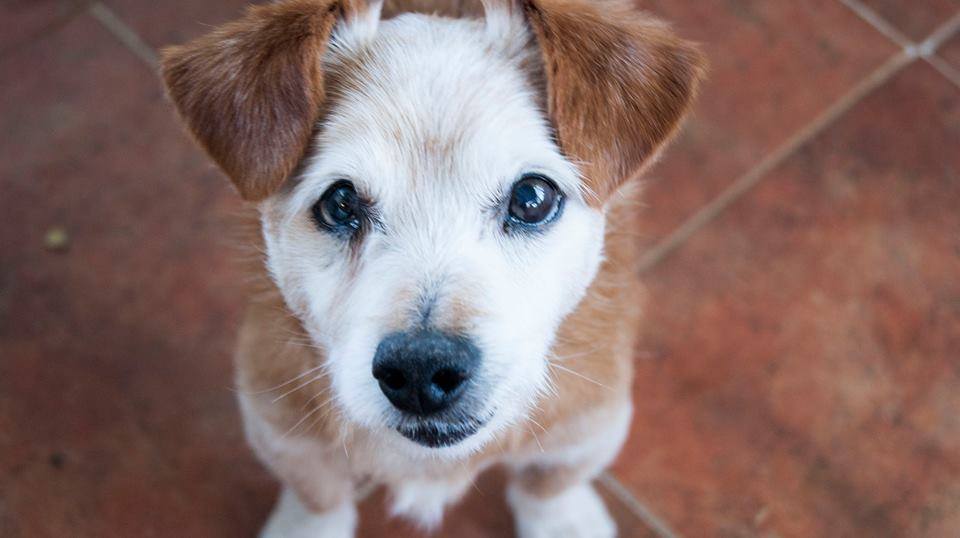 SosAbuelos1's tweet photo. Gibson (8 años) Ciudad Real 
Ya es hora de que encuentre una familia
Dejar msj 633278771 
https://t.co/qD6zMOmPAu https://t.co/lGV5Ez29sc