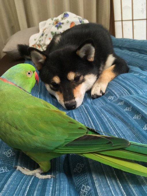 柴犬りょうさん の人気ツイート 8 Whotwi グラフィカルtwitter分析