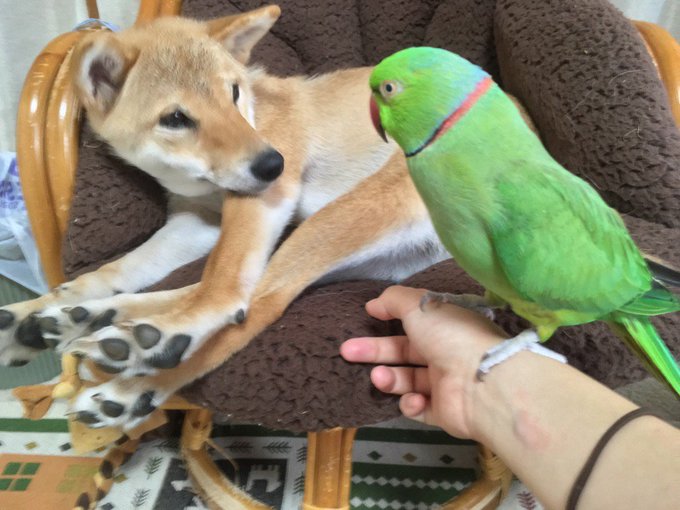 柴犬りょうさん の人気ツイート 8 Whotwi グラフィカルtwitter分析