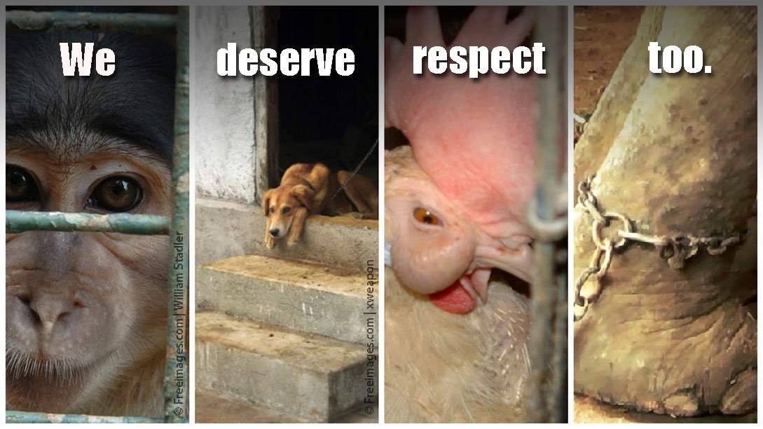PetaIndia's tweet photo. #NeverBeSilent until every animal is free of abuse. https://t.co/3rmOcvAjPo