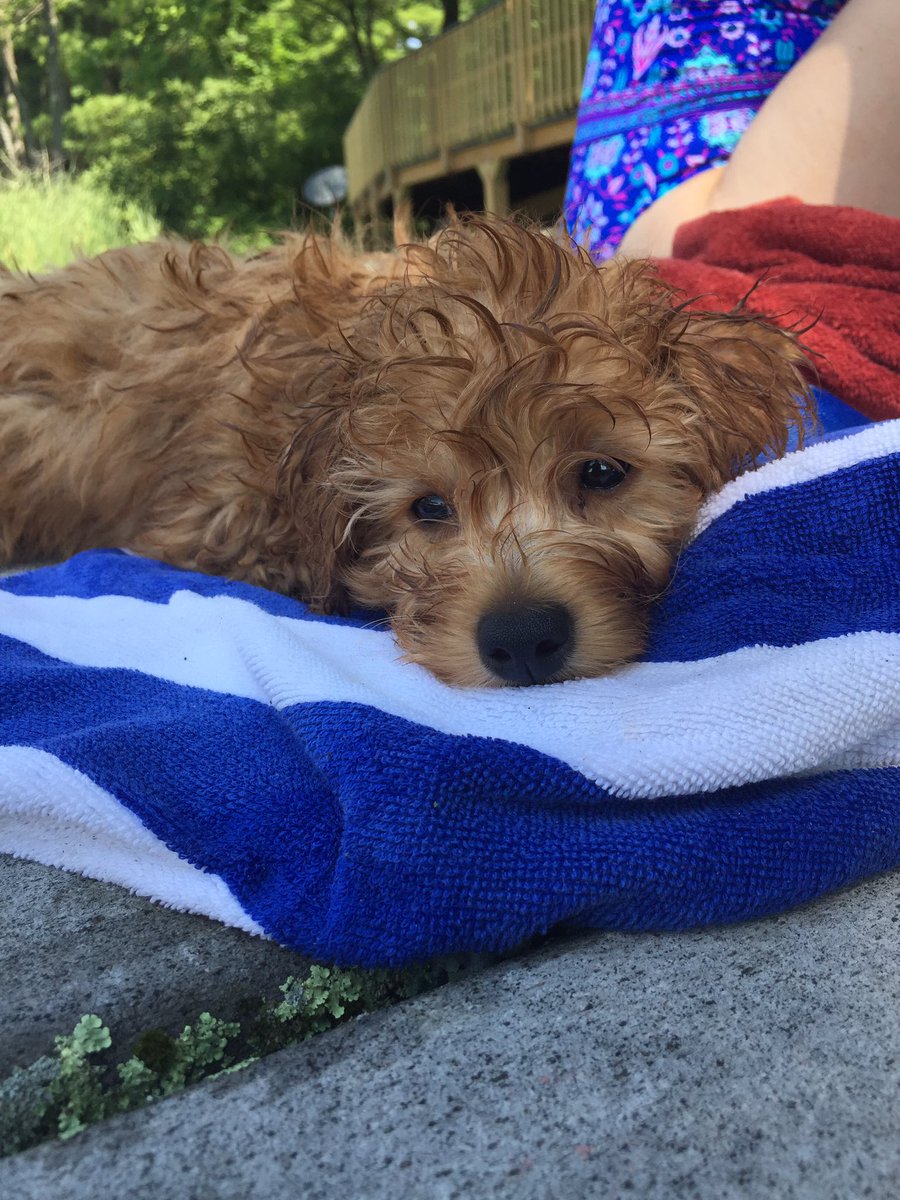 CharlieDogwin's tweet image. Thinking about the meaning of life. #deepdogthoughts