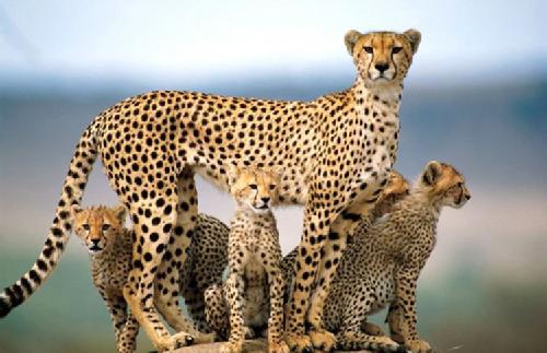 Guepardo | Fotos, Características y Diferencias con el Leopardo animalesmascotas.com/guepardo/