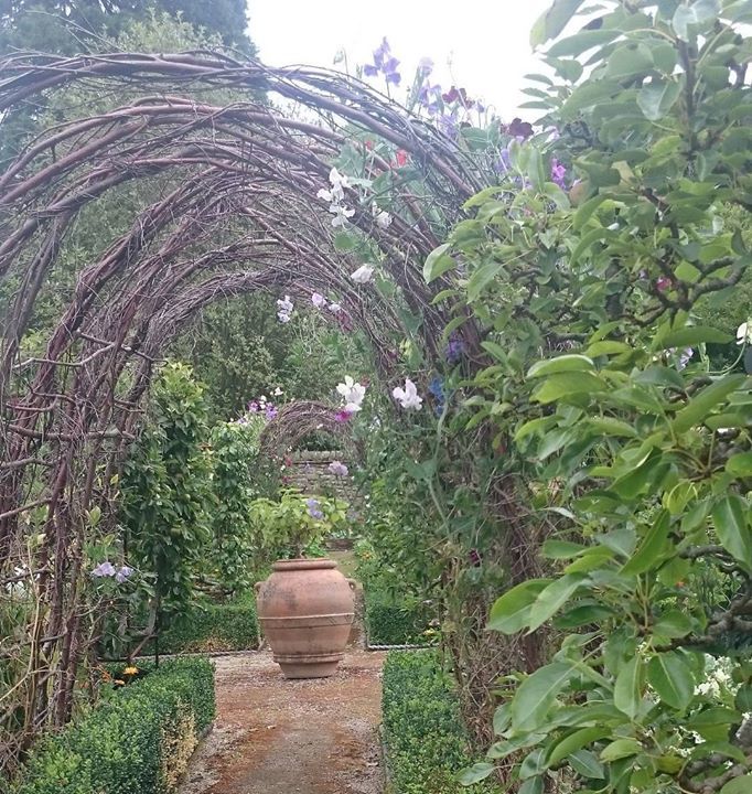 Scented #sweetpeas growing up the #tunnelarbour in the #walledkitchengarden at #gresgarth #gardens