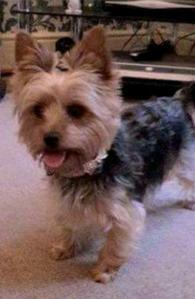 yorkshireanima2's tweet image. #bringrubyhome   still missing microchipped missing from wombwell barnsley