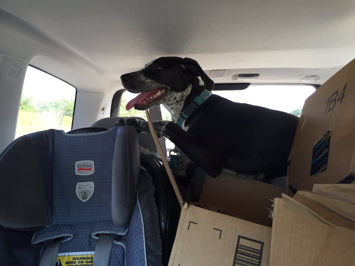 IamDixieNola's tweet photo. Mom said I had to ride in the back. #dogsoftwitter https://t.co/AFoShlW3wf