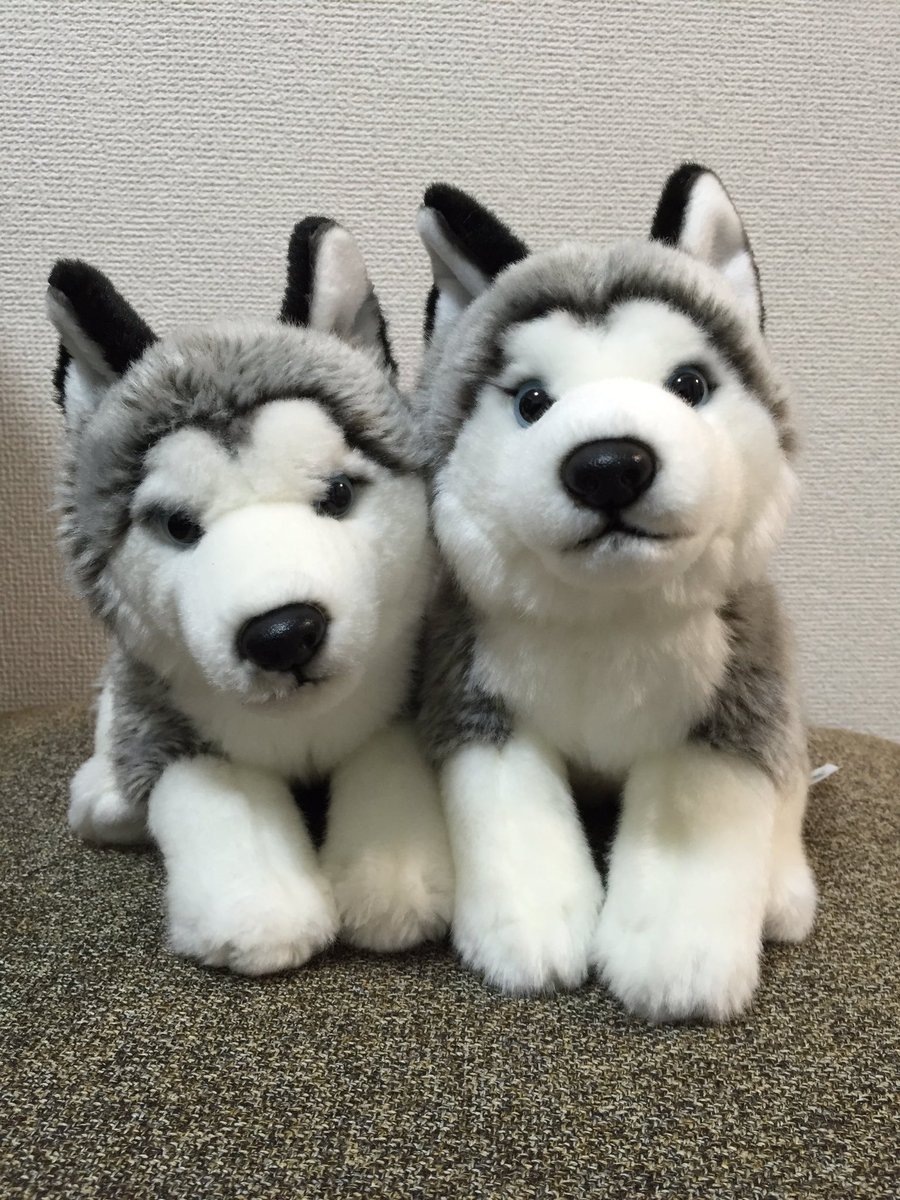 我が家に新しいハスキーがやって参りました（右）。同じシリーズなのに一体一体ちょっとずつ雰囲気が違うのとうといな？(  ◜̣̣̥◡◝̣̣̥  )
