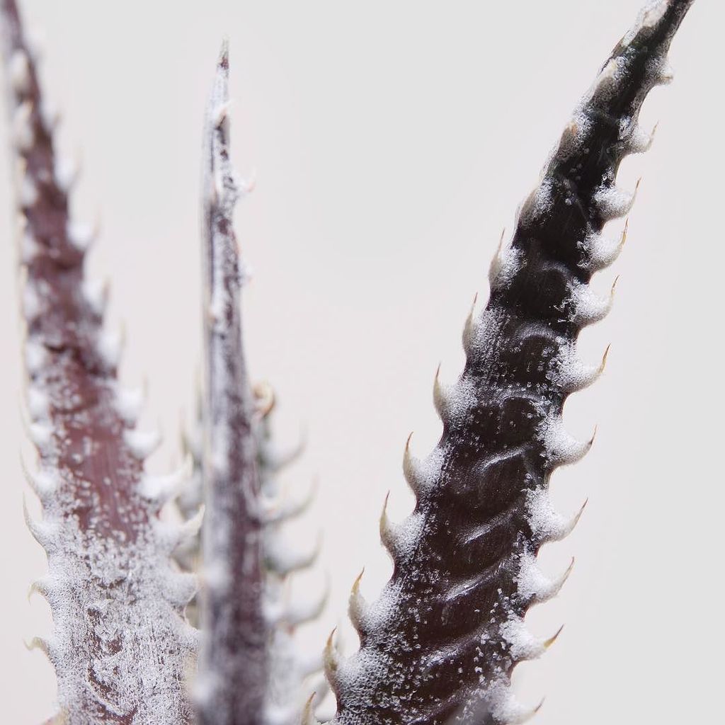 luxplants's tweet photo. Dyckia 'Heaven &amp; Hell'
これも入荷します。
16日(火) 12:00スタートです。

#ブロメリア #植物 #多肉植物 #bromeliads #bromel… https://t.co/yZz7nQyeHq https://t.co/gh10skx0kp