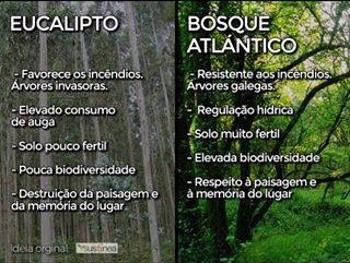 Diferenza de #Eucalipto e #BosqueAtlántico <a href="/melinda6905/">María Belén Barreiro 🇷🇺❤️🇺🇦</a> <a href="/joseku61/">José Barreiro</a> <a href="/barros_arq/">Fernando Barros</a> @ChemaNLosada <a href="/lavozdegalicia/">La Voz de Galicia</a> @Xose85