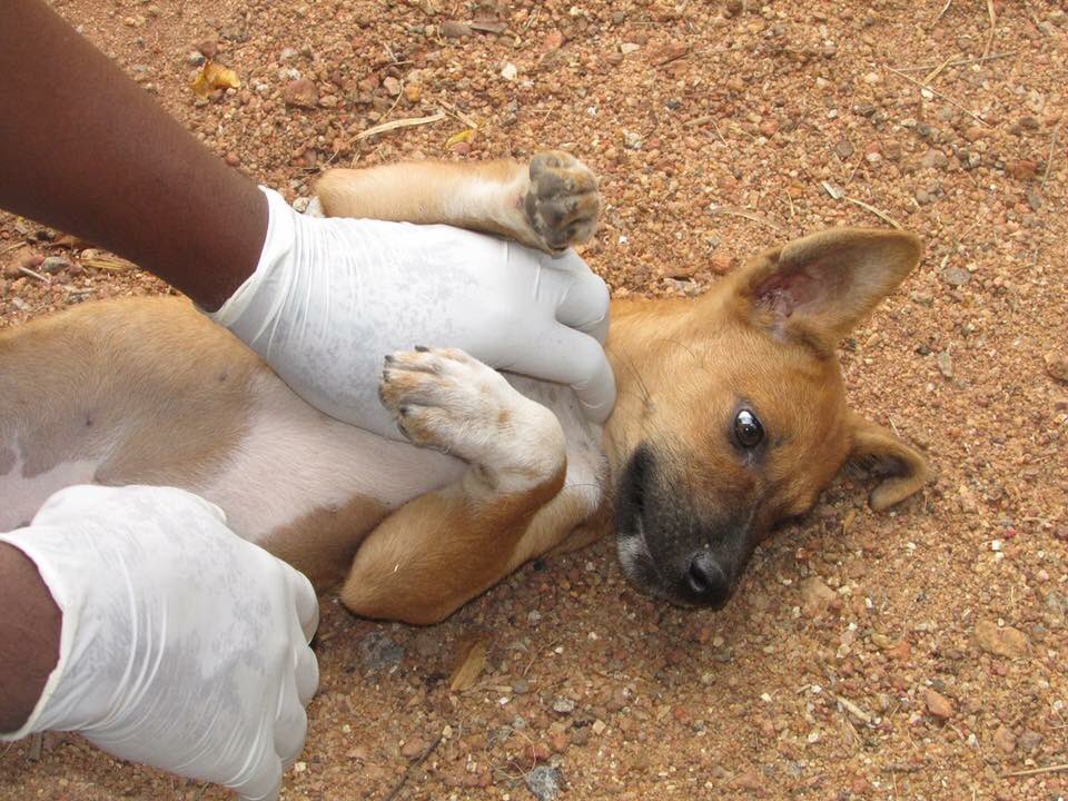 #Pashionable people and adorable pooches we met on our #Embark mobile visit 😊