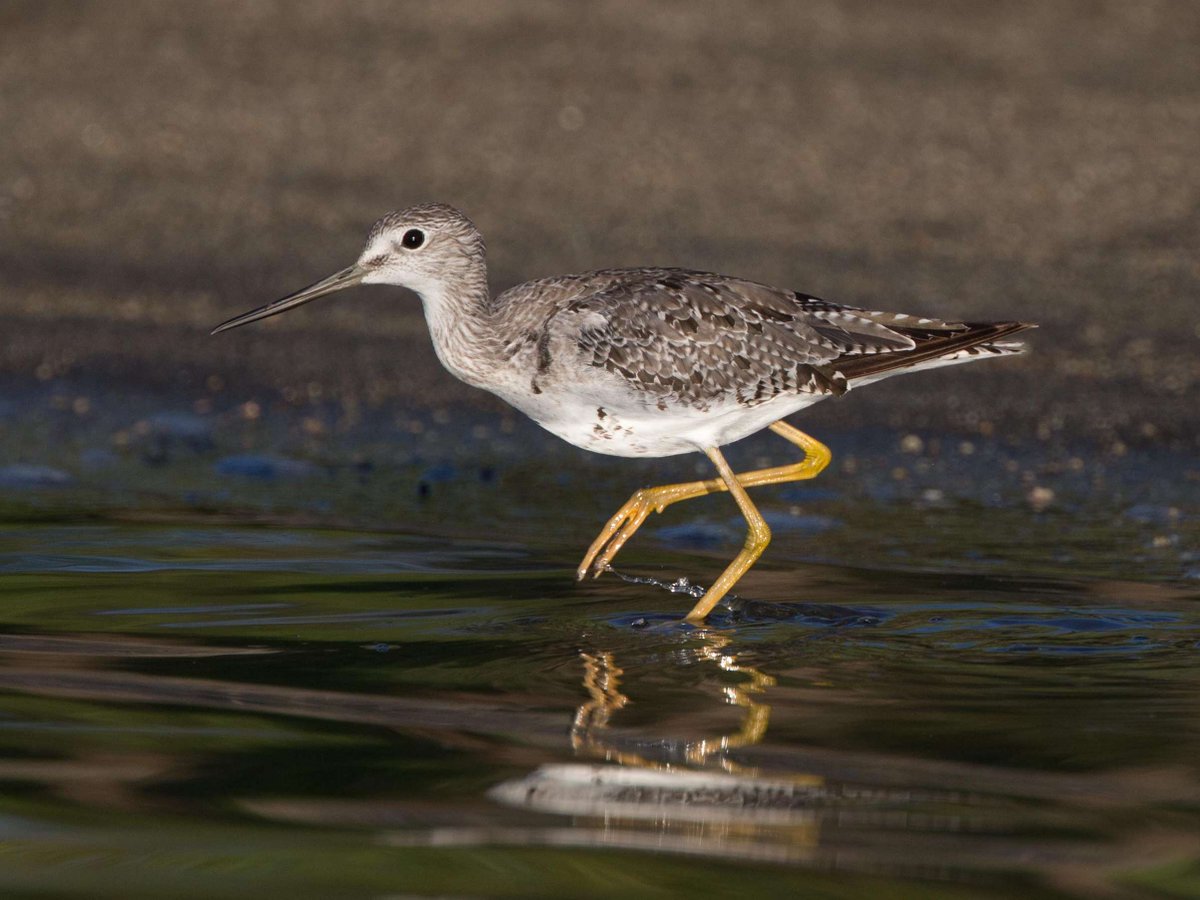 garybnunn's tweet photo. Greater Yellowlegs by #Canon 400DOII #shorebird boating at Lake Henshaw, San Diego 13Aug2016 @waderquest #glassfirst https://t.co/KN1yfovtLK