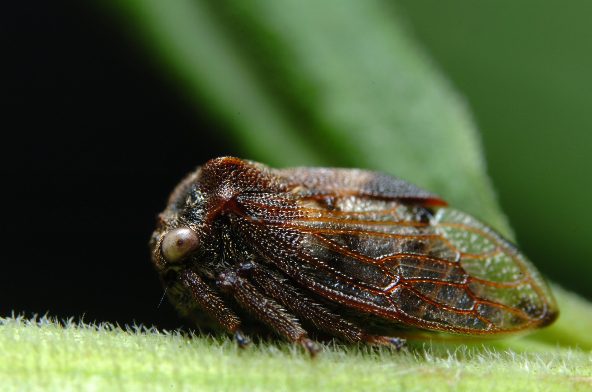 カメムシ セミ ウンカ Hemiptera Twitter