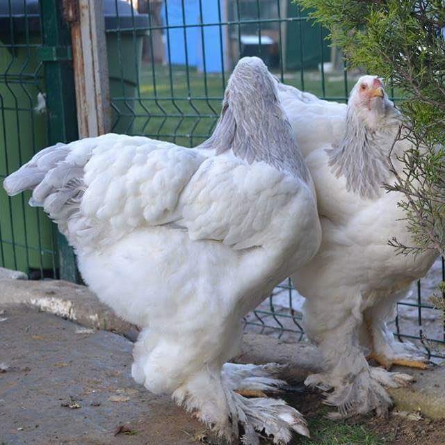 Abika Brahma Kumesi Abikakumesi Twitter Abika Brahma Kumesi Abikakumesi Twitter