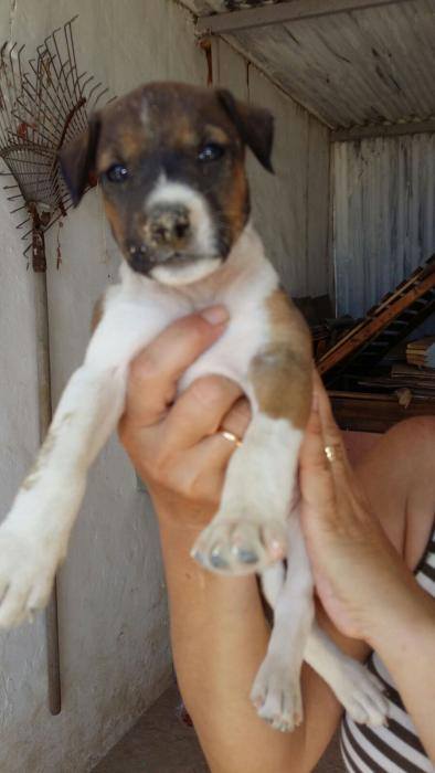 NUEVA VIDA ADOPCIONES tweet media