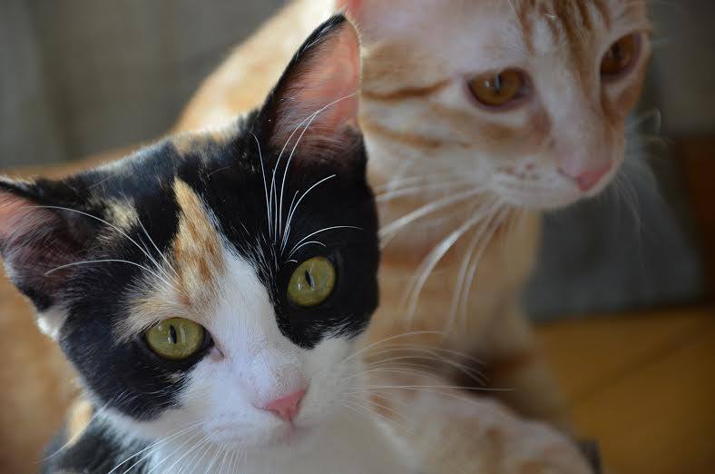 NUEVA VIDA ADOPCIONES tweet media