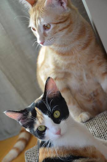 NUEVA VIDA ADOPCIONES tweet media