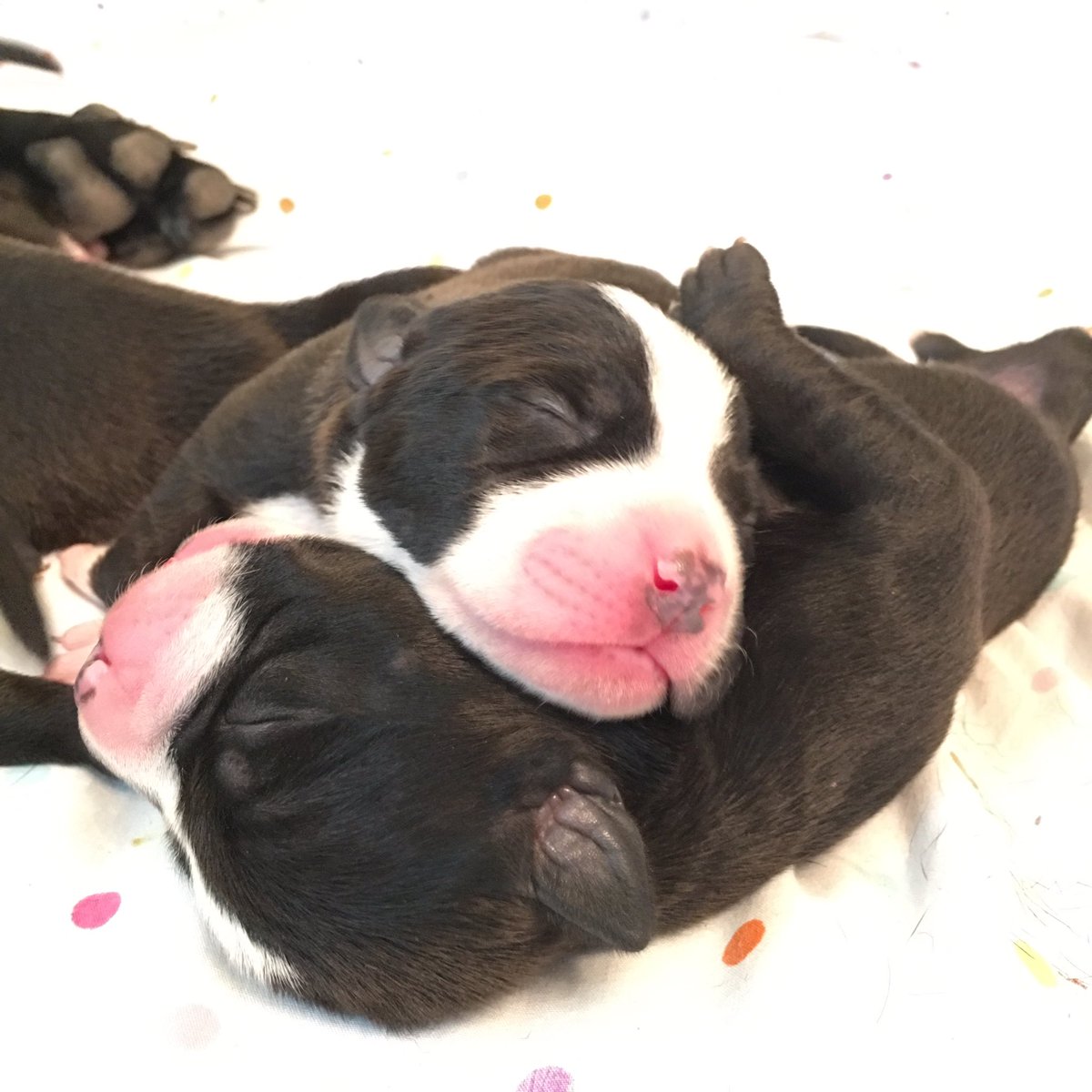rescuepitinc's tweet photo. Come ON! 😩😍 Pepper's 12 puppies need names! For $1/vote help us pick them. Visit our website (link in profile). https://t.co/1c1JsYPsmQ