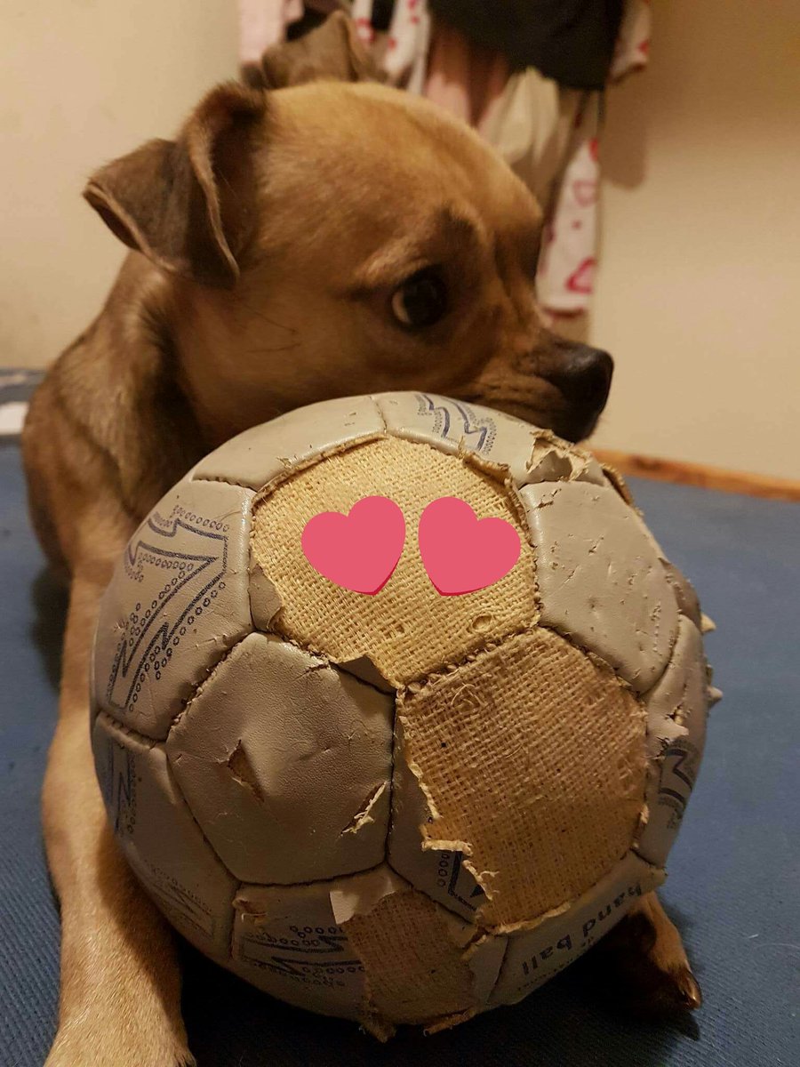 suleadam99's tweet photo. 1 year ago  the smaller devil step on our life :)  :) #doglovers #dogcelebration #familytime #happienes #handball https://t.co/VHqxY1acwi
