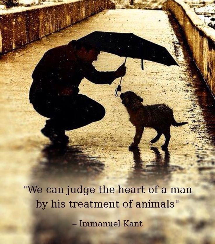 PrizedPals's tweet photo. We can judge the hearts of men by their treatment of animals. 
-Immanuel Kant https://t.co/2699OdTrzT