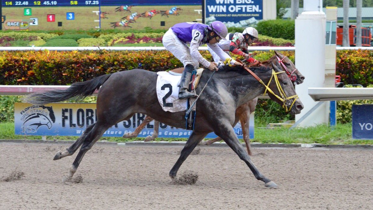 My Wish List (Flatter-Informative Style) ran 3rd at #GulfstreamPark race 4 (2016/8/14)