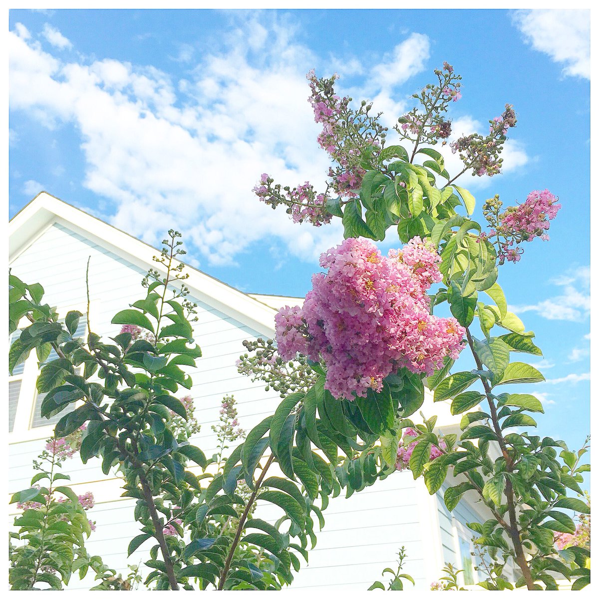 {He has made everything B E A U T I F U L in its time} Ecclesiastes 3:11 ☁️🌸