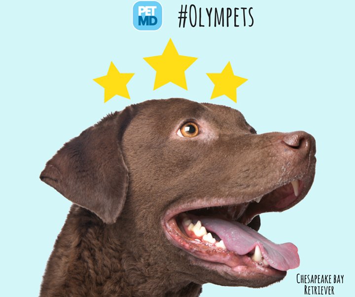 MuttButs's tweet photo. Could your fur baby be an #olympet ? #olympets https://t.co/dzmBz915DF