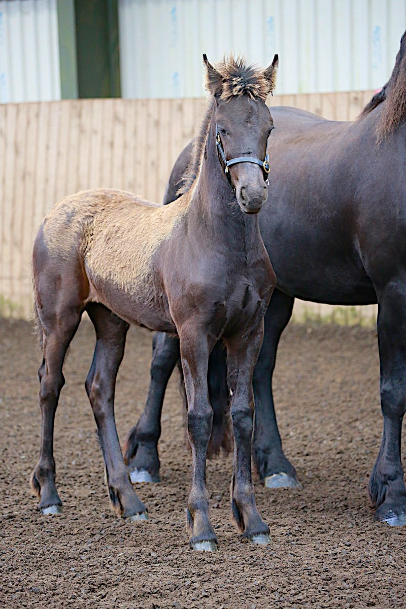 CarhillFriesian's tweet image. Our Filly foal #ZaraM (Monte Dam &amp;amp; Rindert Sire) has been sold to Mr Sean Yore from Co Meath - #SafeTravels #NewHome