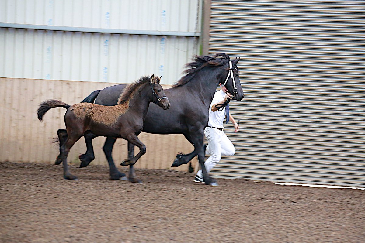 CarhillFriesian's tweet image. In last season's @FHAGBIUK #Grading #ZaraM achieved a Premie 2 at @LaurelView