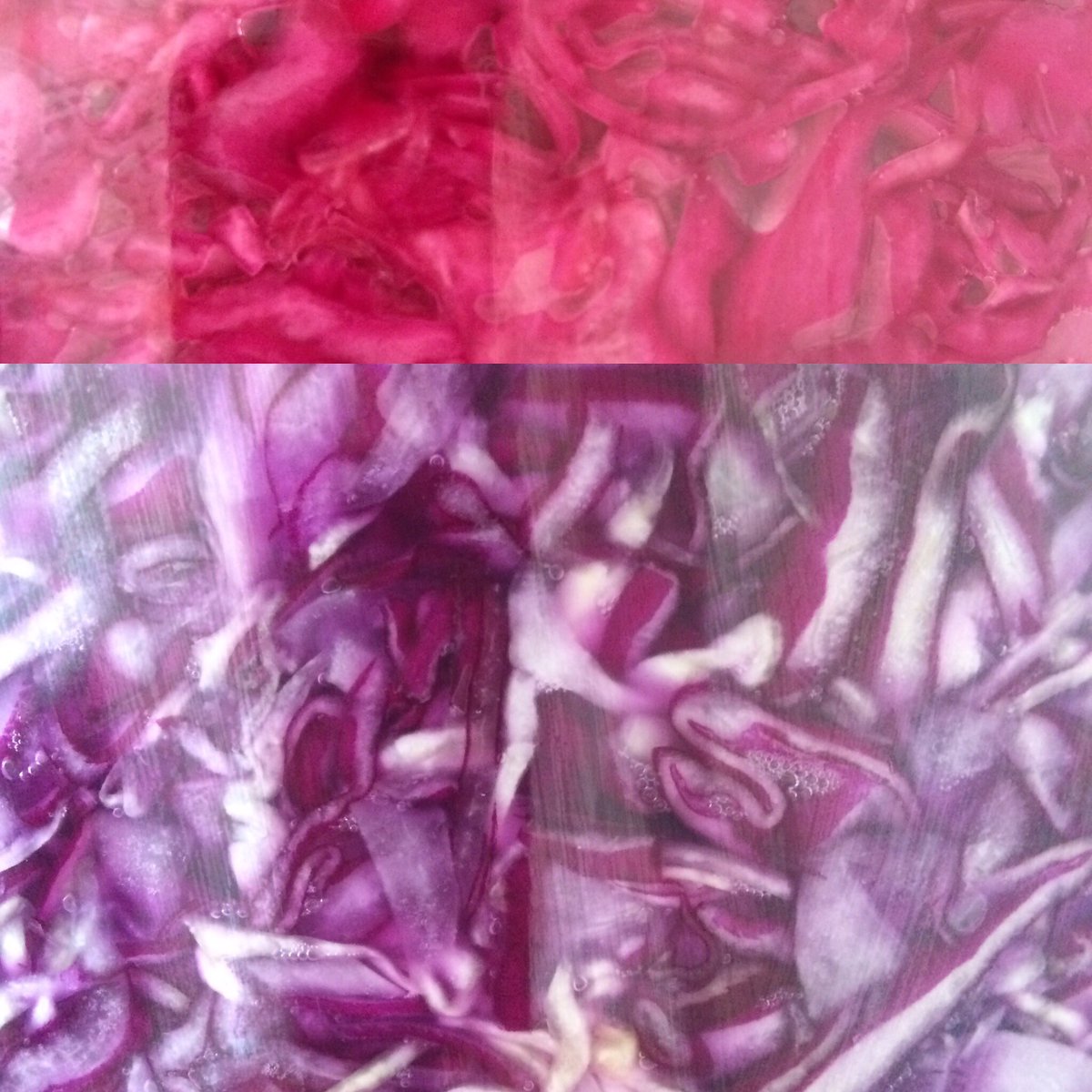 fabfermented's tweet photo. Loving the patterns and colours of week 1 & 2 Raw Sauerkraut ✨#livefermentation #sauerkraut #raw https://t.co/oZuYabILfw