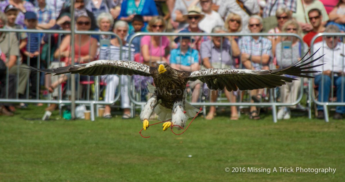 TauntonFS's tweet photo. Last weekend! Ben Potter's Eagles & Vultures ©#photography @MissingATrick #TFS2016 More than flowers ➡ #BirdsOfPrey https://t.co/APRxX1ntvS