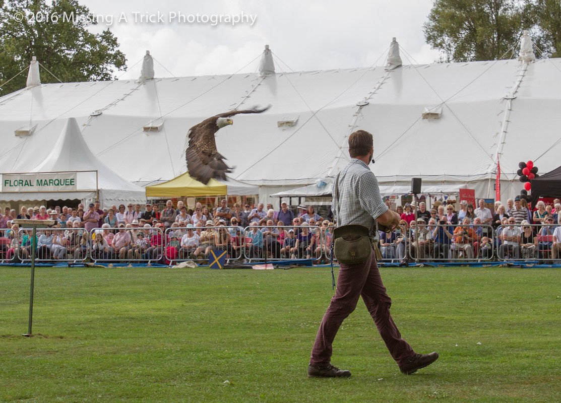 TauntonFS's tweet photo. Last weekend! Ben Potter's Eagles & Vultures ©#photography @MissingATrick #TFS2016 More than flowers ➡ #BirdsOfPrey https://t.co/APRxX1ntvS