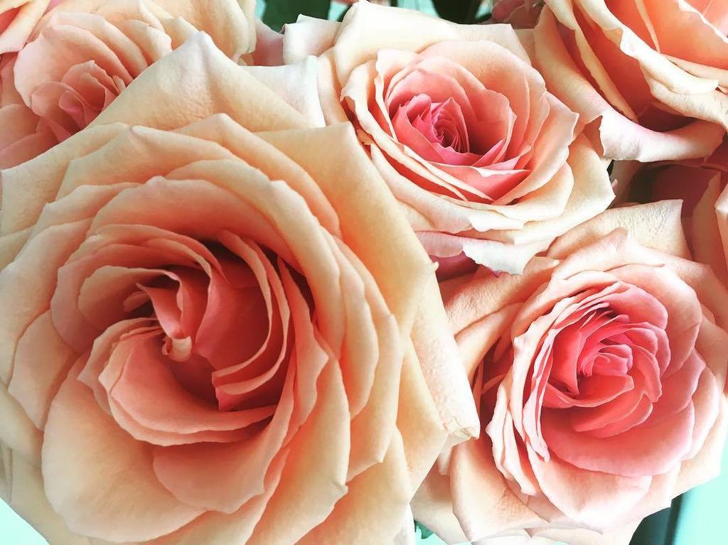 NarminaOfficial's tweet photo. My perfect birthday roses 😍  #roses #rose #pink #peach #flowers #birthday #gift #narmina #… https://t.co/YDrIfdlmtC https://t.co/srWlV3TbP1
