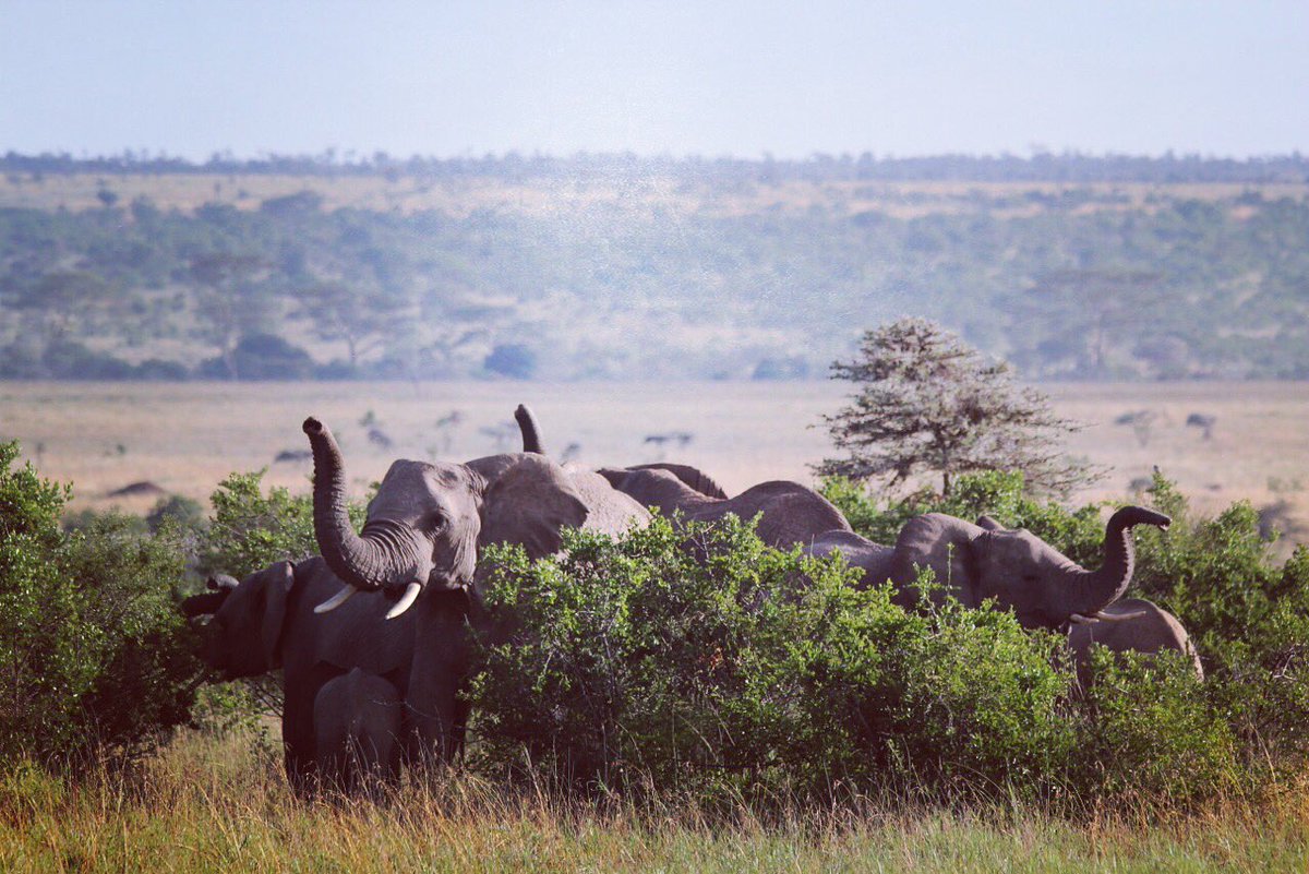On Segera is every day WorldElephantDay !!! <a href="/SegeraRetreat/">Segera Retreat</a>