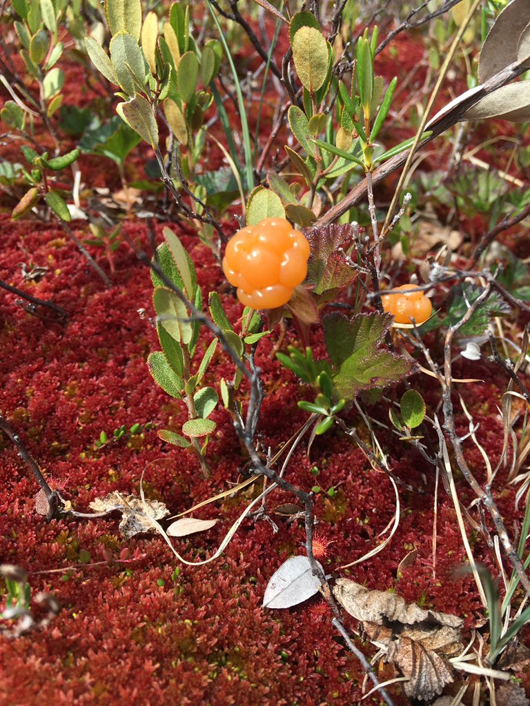 jamieleesnook's tweet image. We got enough for dessert tonight :-) @Piguttuit @Sherilee_H @AshleeCunsolo @_asawatzky @_ocook @thedangillis