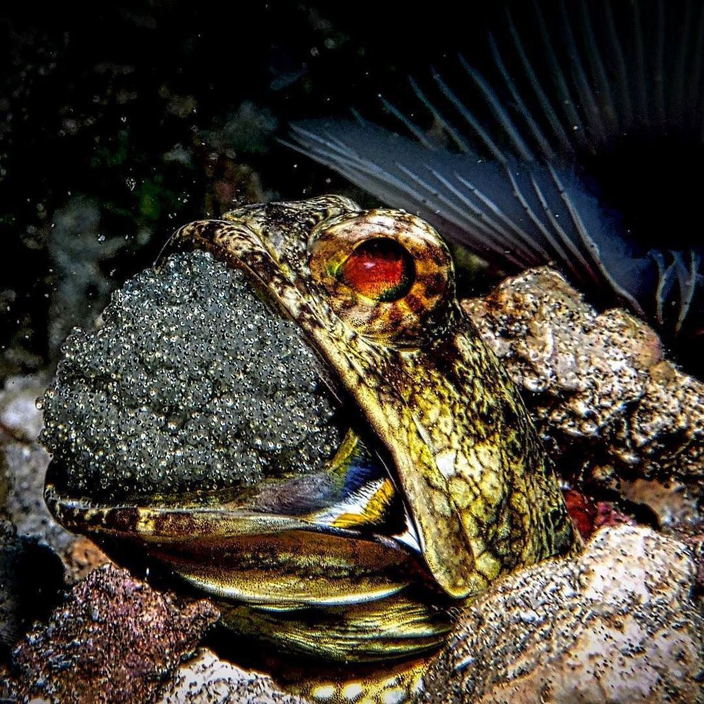 terrascuba's tweet image. He's 'pregnant' again!!! #PADI #scuba #diving #sport #active #awesome #underwater #LSD #Si… ift.tt/2aLZQuA