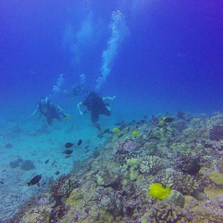 scuba_hawaii's tweet image. A good life is a collection of happy moments!

#scuba #Hawaii #Gopro customers #diving wit… ift.tt/1JEv7od